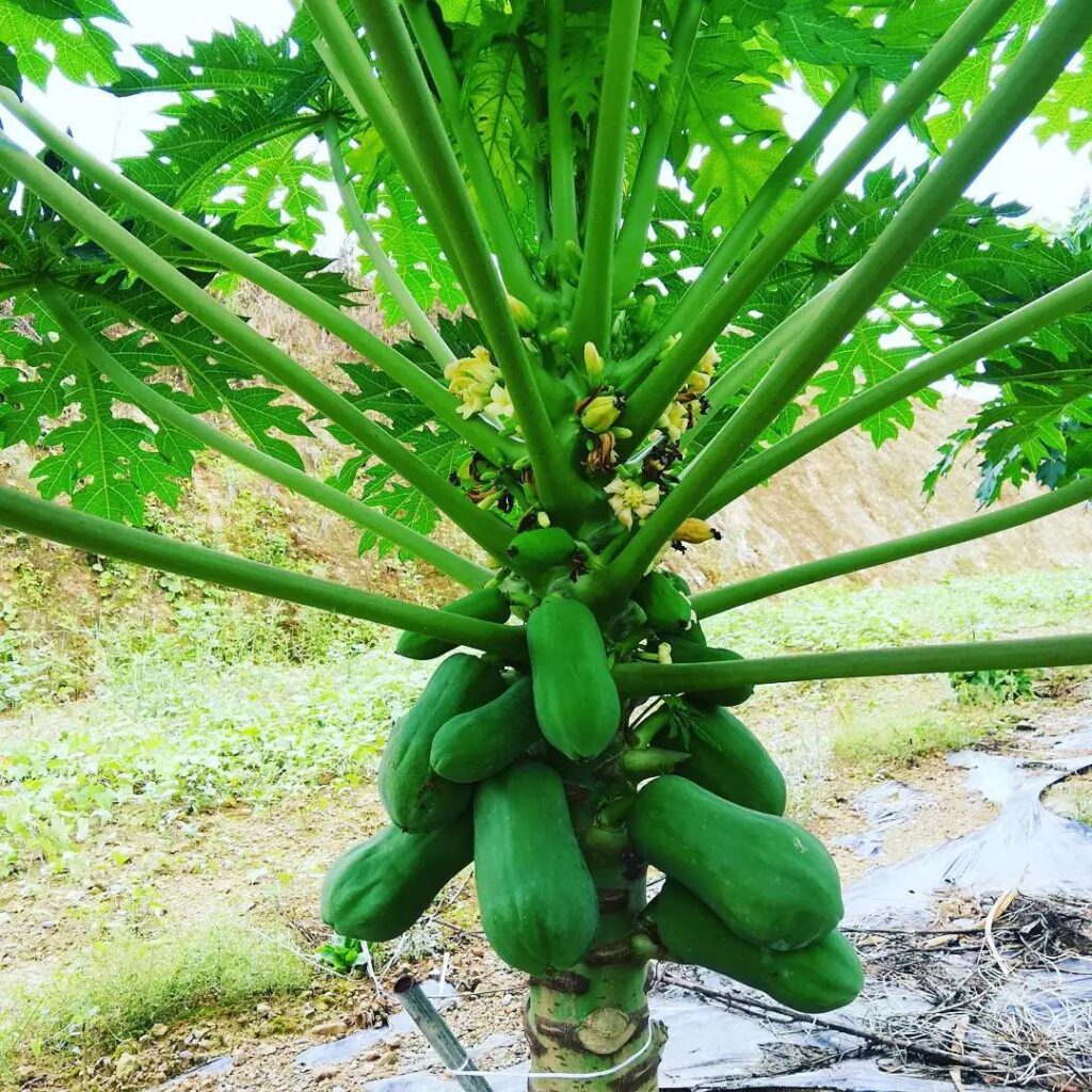 青パパイヤの収穫がはじまりました 高知の食材お取り寄せ One Dish ワンディッシュ